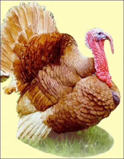 Les dindes et les dindons sont les seuls animaux domestiques  provenir d'Amrique du Nord.