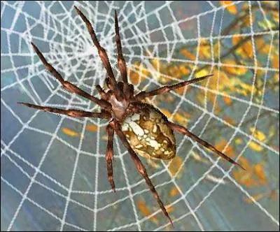 L'araigne est un parasite.