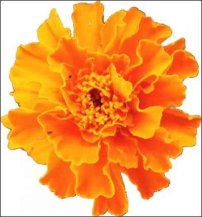 Quel est le nom de cette fleur ?