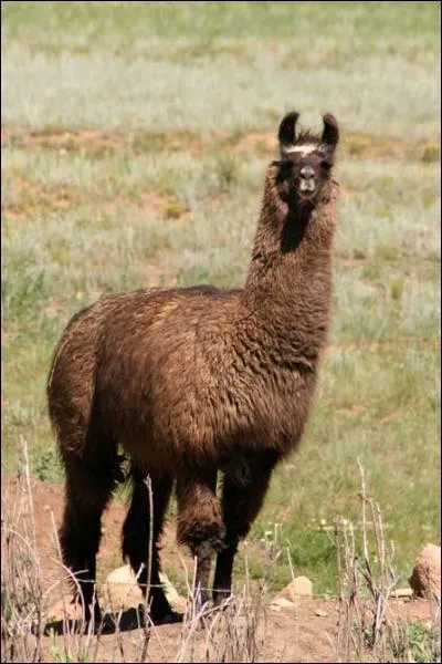 Le lama est un camélidé.