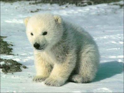 Un ours blanc et un manchot peuvent se rencontrer au pôle Nord.