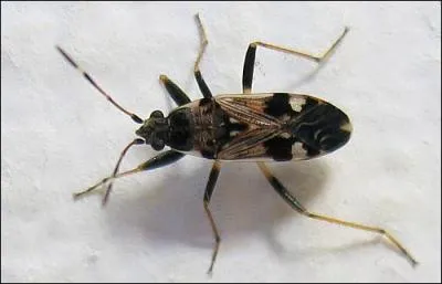 Tous les insectes ont six pattes.