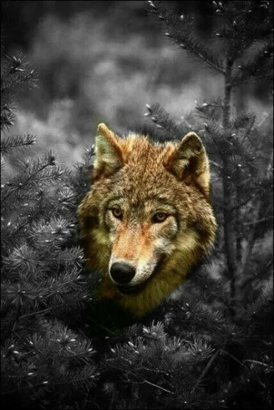 Il met encore en scène ce chien-loup, dans son livre dont je vous laisse compléter le titre : "Loup..."