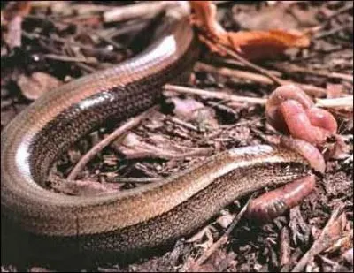 L'orvet est un serpent.