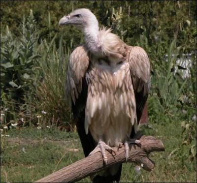 Les vautours sont déplumés sur le cou et la tête pour pouvoir fouiller les charognes dont ils se nourrissent sans se salir les plumes.
