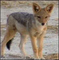 Le chien descend du chacal.