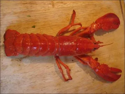 Il n'y a pas de différences visibles entre un homard et une langouste.