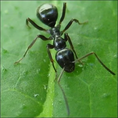 Toutes les fourmis d'une fourmilière sont 'surs'.