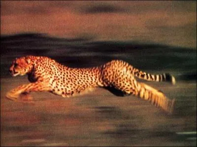 Un gupard peut courir jusqu' 120 km/h.