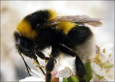 Les bourdons construisent un nid.