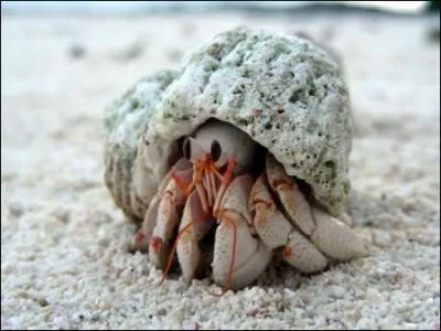 Un thierry-lhermitte est une espce de gros escargot de mer.