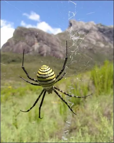 Les araignes n'ont pas d'yeux.