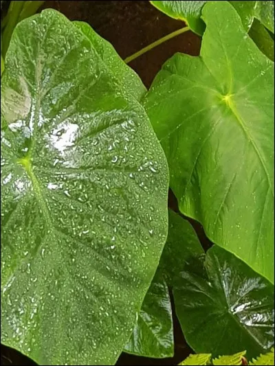 De quel pourcentage d'eau les plantes ont-elles besoin pour survivre ?