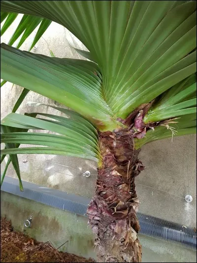 À quoi sert la fibre du Vacoa ?