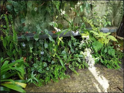 Les plantes des sous-bois tropicaux sont très denses. Combien y a-t-il de plantes environ au mètre carré ?