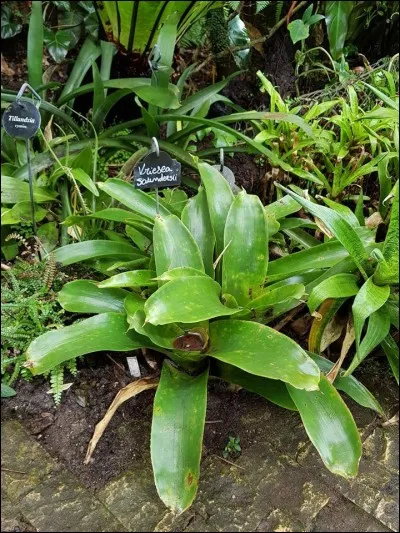 Quelle est cette plante ?