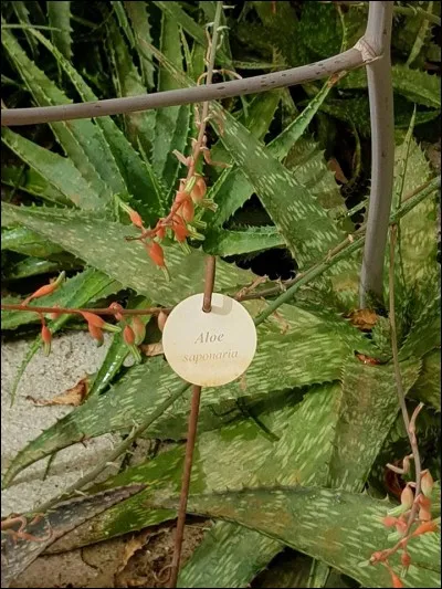 Quelle est cette plante vivant en Afrique du sud ?