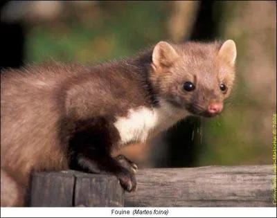 Quel est cet animal ?