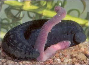 Les mdecins utilisent encore les sangsues pour faire des saignes.