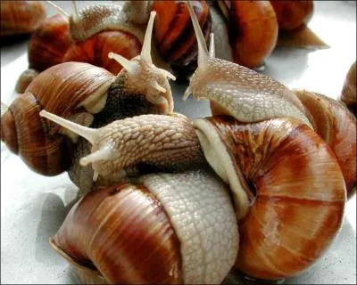 L'escargot est hermaphrodite.