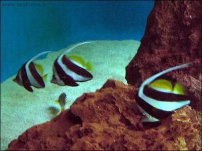 Les poissons ne cessent jamais de grandir et de grossir.