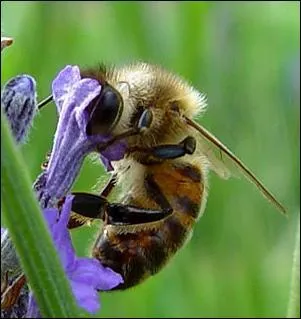 Le mle de l'abeille est le bourdon.