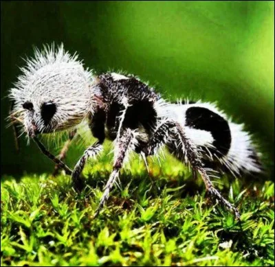 Il existe une fourmi appelée :