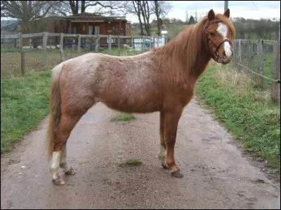 Quel est le nom de cette robe ?