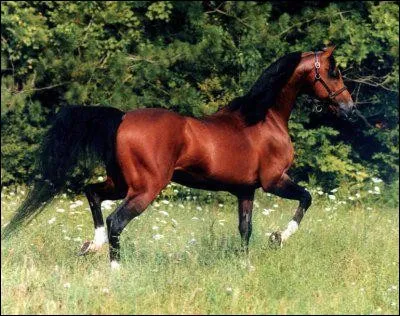 Quel est le nom de cette robe ?