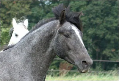 Quel est le nom de cette robe ?