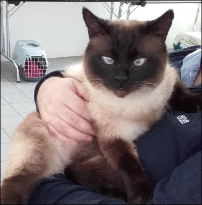 On peut voir un bulldog anglais