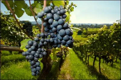Un vignoble peut-il fabriquer du bon vin rouge ?