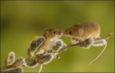 Les souris sont des rongeurs.