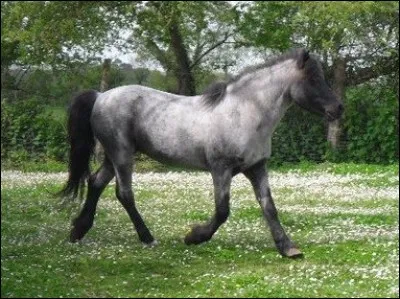 Comment s'appelle la particularité qu'a ce cheval au niveau de la tête ?