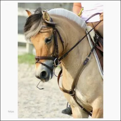 Que porte ce cheval au niveau du poitrail ?