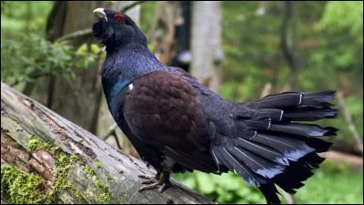 Quel est le nom de cet oiseau ?