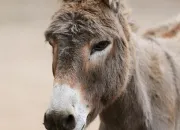 Test Un test pas très original pour découvrir quel animal tu es
