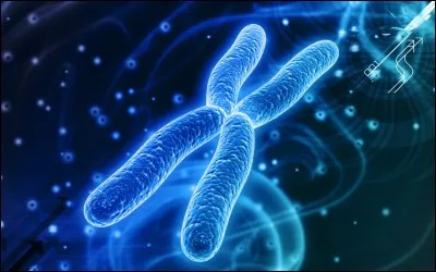 X) Quelle paire de chromosomes de différenciation sexuelle possède une femme ?