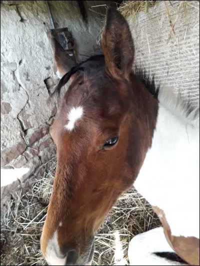 Quel est le nom de la marque sur le front de ce cheval ?