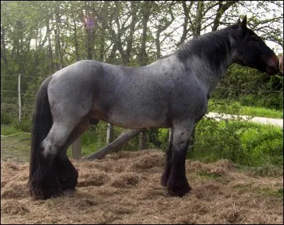 Quel est le nom de la robe de ce cheval ?