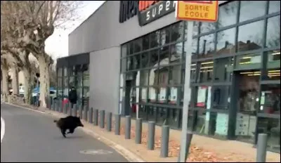 Comment comptes-tu sauver la planète ?