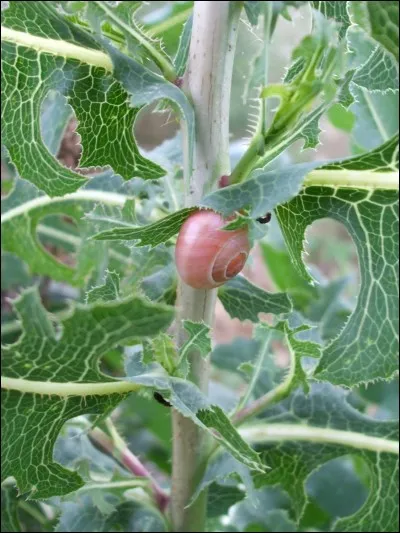 Tu préfères ressembler à...