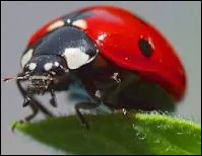Comment dit-on "coccinelle" en italien ?