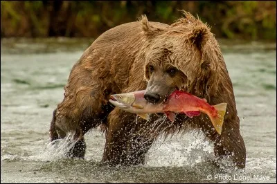 Quelle est l'espérance de vie d'un ours ?