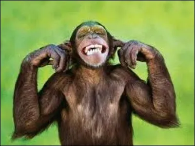 Ces questions, tout comme le quiz entier ne servent à rien. donc, elles sont :