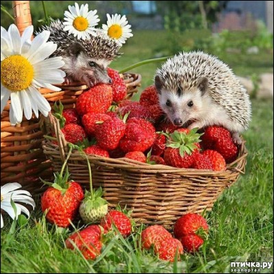 Laquelle n'est pas une variété de fraises ?