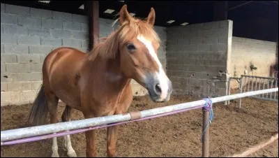 Quel est le nom de cette robe ?