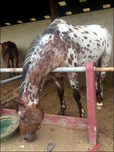 Quel est le nom de cette race de cheval ?