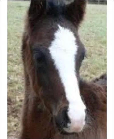 Comment s'appelle cette liste ?