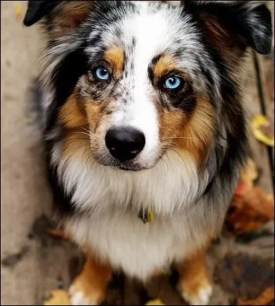 Quel était le nom et la race de son tout premier chien ?
